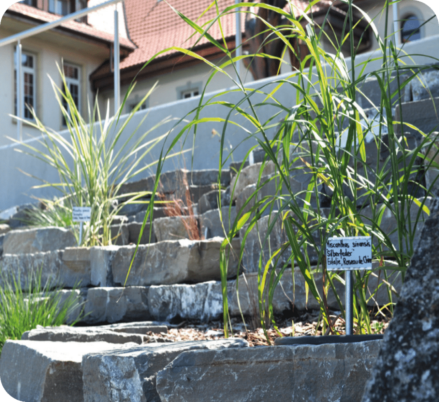 Horticulteur-trice - Paysagiste 6 Photo-Galerie-Sentier-Senteurs-CFPS